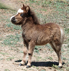 Little America’s My Mama Loy