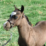 Little America’s My Mama Loy