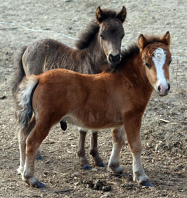 Little America’s TerrificMasterpiece