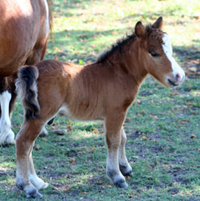 Little America’s TerrificMasterpiece