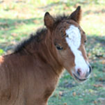 Little America’s  Idol’s  PQ Masterpiece