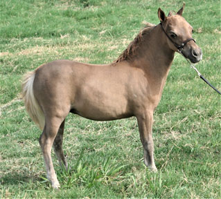 Little America’s Melanie S S