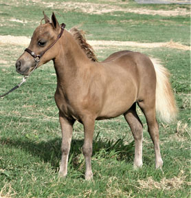 Little America’s Melanie S S