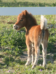 Little America’s Melanie S S