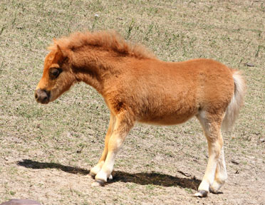 Little America’s Melanie S S