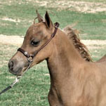 Little America’s Melanie S S