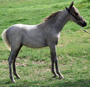 Little America's It's Miss Destiny