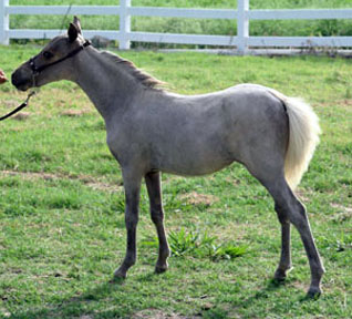 Little America's It's Miss Destiny