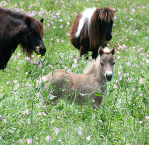 Little America's It's Miss Destiny