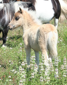 Little America's It's Miss Destiny