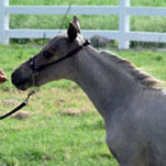 Little America's It's Miss Destiny