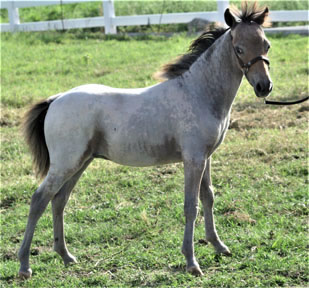 Little America’s Eagle’s Mohican