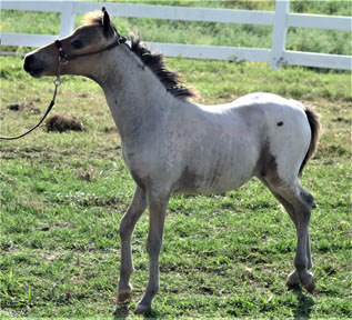 Little America’s Eagle’s Mohican