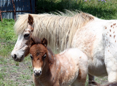 Little America’s Eagle’s Mohican
