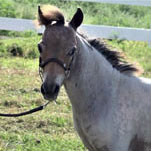 Little America’s Chip’s MohicanE