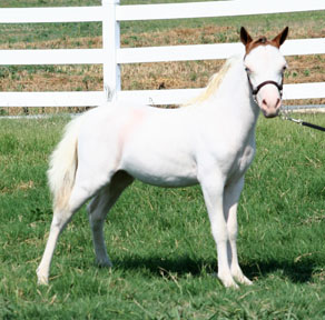 Little America’s Terrific Miss Muffet