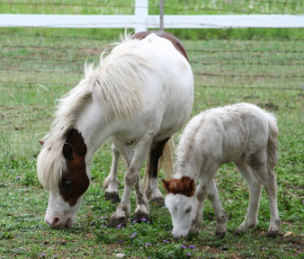 Little America’s Terrific Miss Muffet