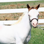 Little America’s Terrific Miss Muffet