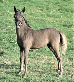 Little America's Onyx SS