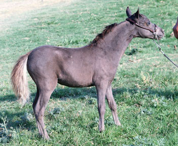 Little America's Onyx SS