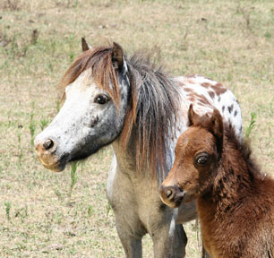 Little America's Onyx SS