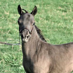 Little America's Onyx SS