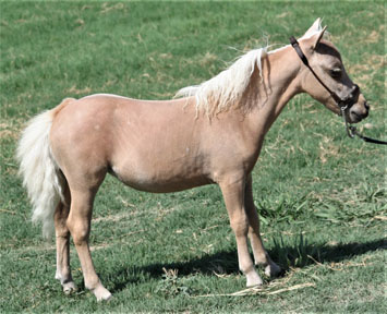 Little America’s PQ Spring Rain 