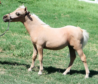 Little America’s PQ Spring Rain 