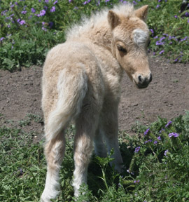 Little America’s PQ Spring Rain