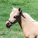 Little America’s P Q Spring Rain