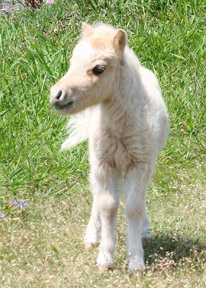 Little America’s PQ Spring Rain