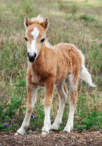 Little America’s Overo’s MsRattler55 