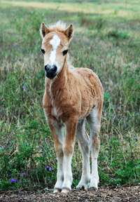 Little America’s Overo’s MsRattler55 