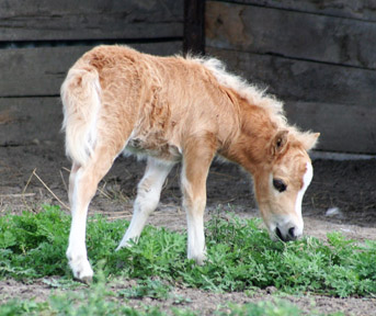 Little America’s Overo’s MsRattler55 