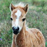 Little America’s Overo’s MsRattler55