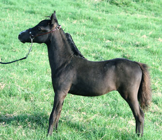 Little America's Raven LIF