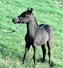 Little America's Raven LIF