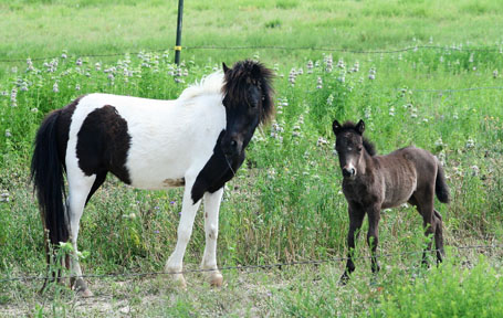 Little America's Raven LIF_LA Secret's Rpxy