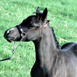 Little America's Raven LIF