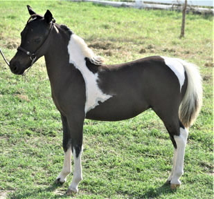 Little America's Sterling Roseann