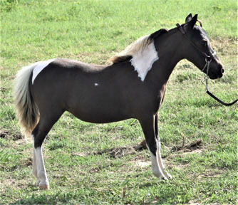 Little America's Sterling Roseann