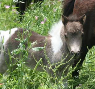 Little America's Sterling Roseann