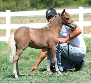 Little America's Stylish Star Boogie 