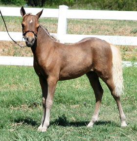 Little America's Stylish Star Boogie 