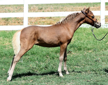 Little America's Stylish Star Boogie 