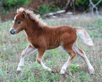 http://littleamericaminis.com/foals/mohican.html