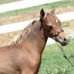 Little America's Stylish Star Boogie