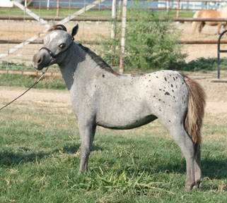 Little America's My Scarlet Sunrise