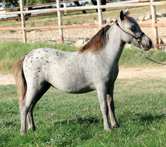 Little America's My Scarlet Sunrise