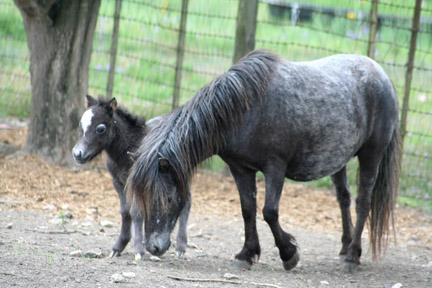 Little America's My Scarlet Sunrise